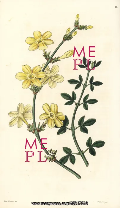 : Winter jasmine, Jasminum nudiflorum : Winter jasmine, Jasminum nudiflorum