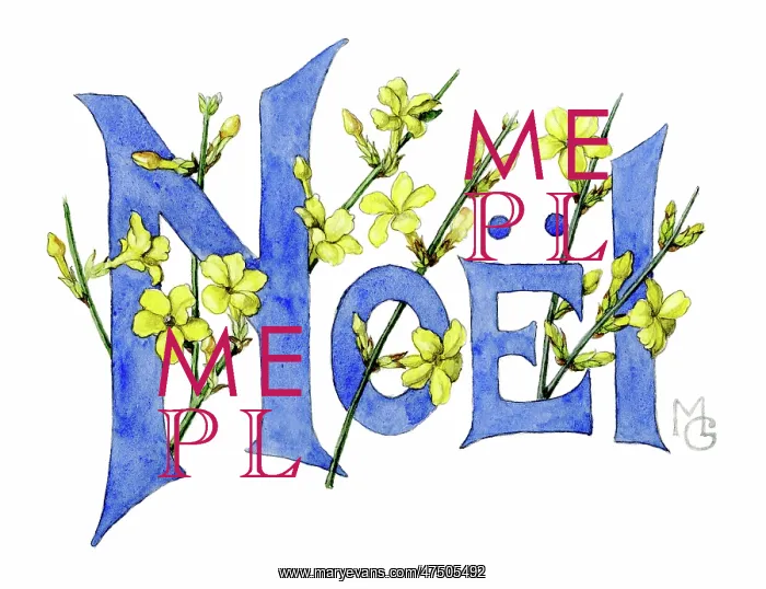 : Winter Jasmine with the word Noel : Winter Jasmine with the word Noel