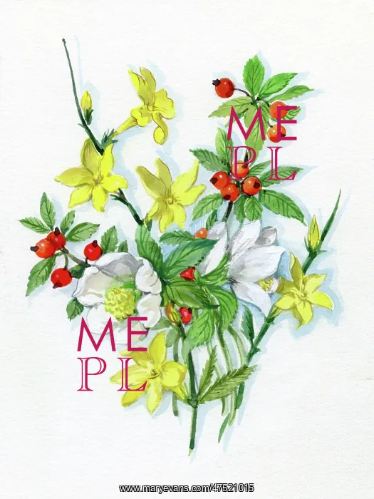 : Winter Jessamine, Christmas roses : Winter Jessamine, Christmas roses
