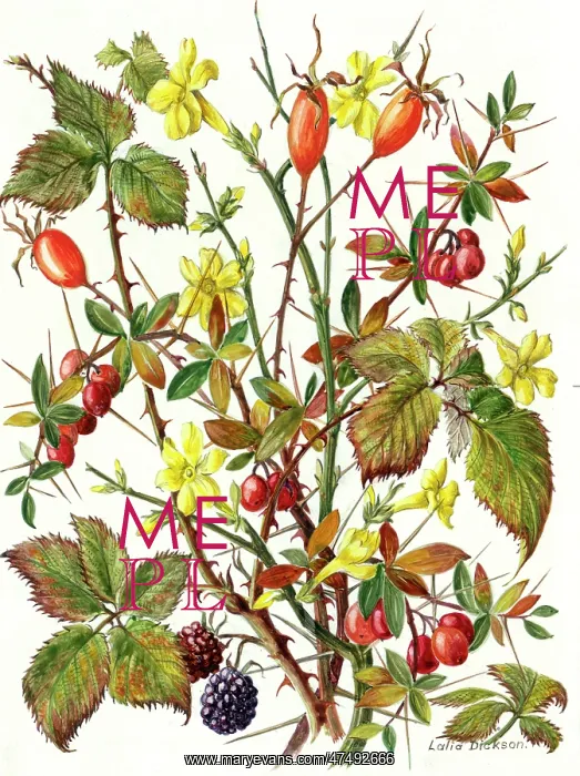 : Winter Jessamine, Rosehips, Blackberries : Winter Jessamine, Rosehips, Blackberries