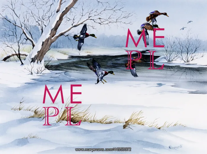 : Winter landscape with snow and flying ducks