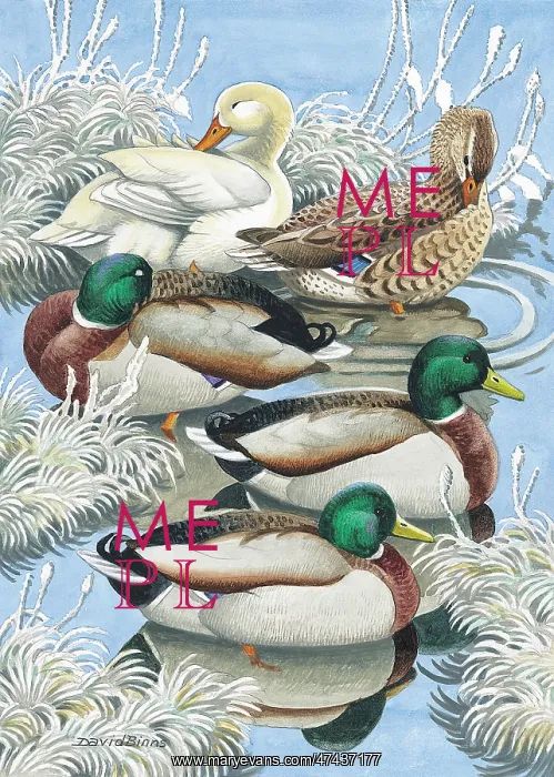  : Winter Mallards Ducks