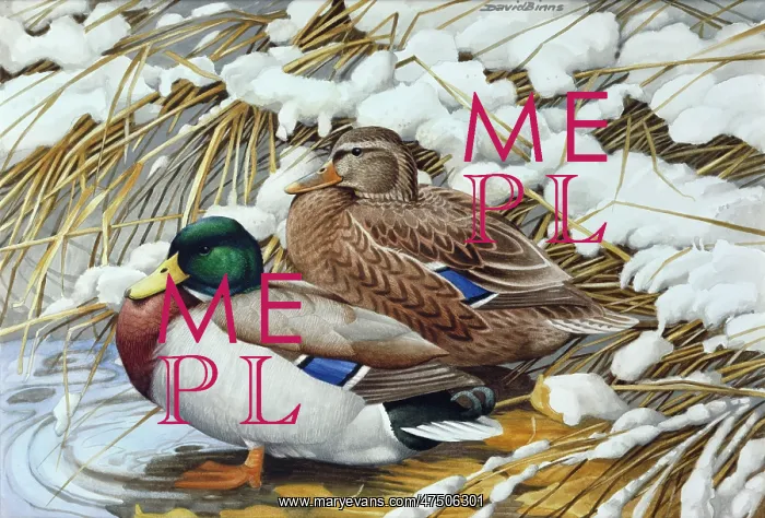 : Winter Mallards ' pair of ducks in snow : Winter Mallards ' pair of ducks in snow