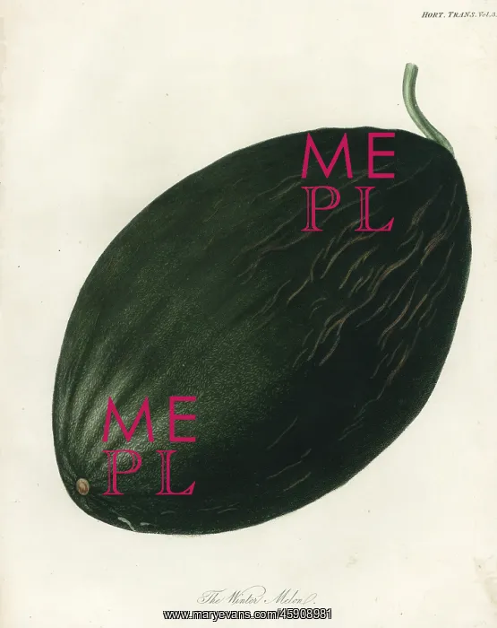 : Winter melon or Valencia melon, Cucumis melo : Winter melon or Valencia melon, Cucumis melo