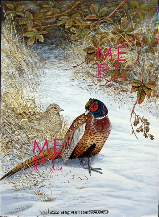 : Winter Morn ' pheasants in snow : Winter Morn ' pheasants in snow