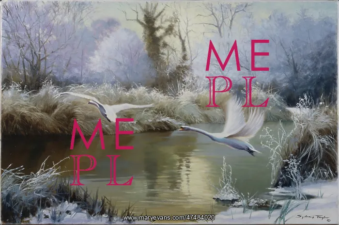 : Winter Morning on the Test ' swans : Winter Morning on the Test ' swans