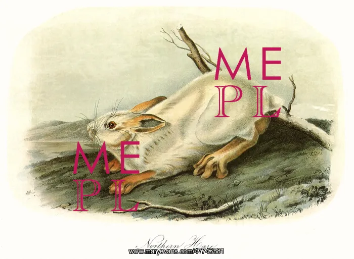  : Winter Northern Hare