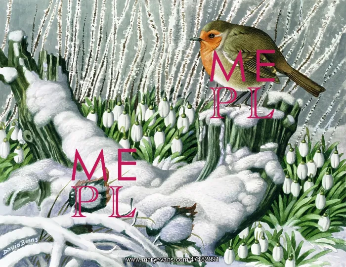 : Winter Perch ' robin and snowdrops : Winter Perch ' robin and snowdrops