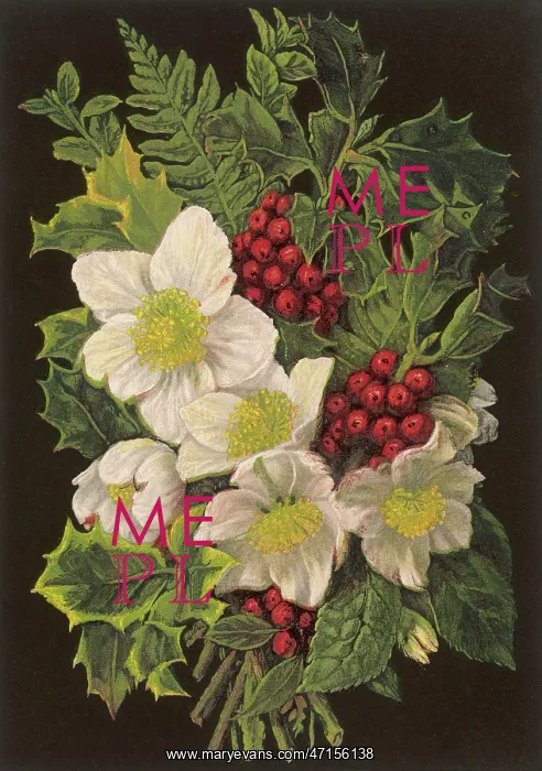  : WINTER PLANTS 1880