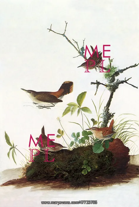  : Winter and Rock Wrens