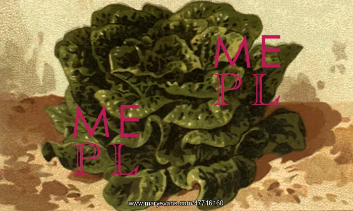 : Winter Romaine