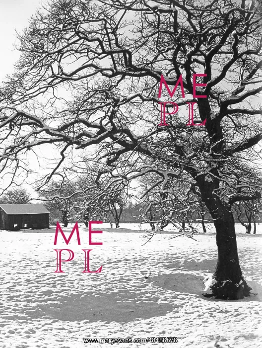 : WINTER SNOW SCENE : WINTER SNOW SCENE