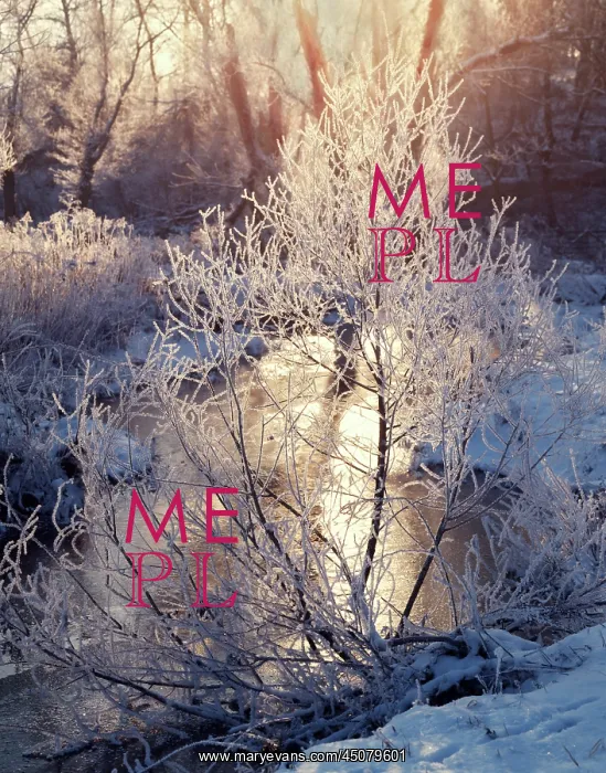 : Winter Stream Sunlight Highlighting Frost on Branches : Winter Stream Sunlight Highlighting Frost on Branches