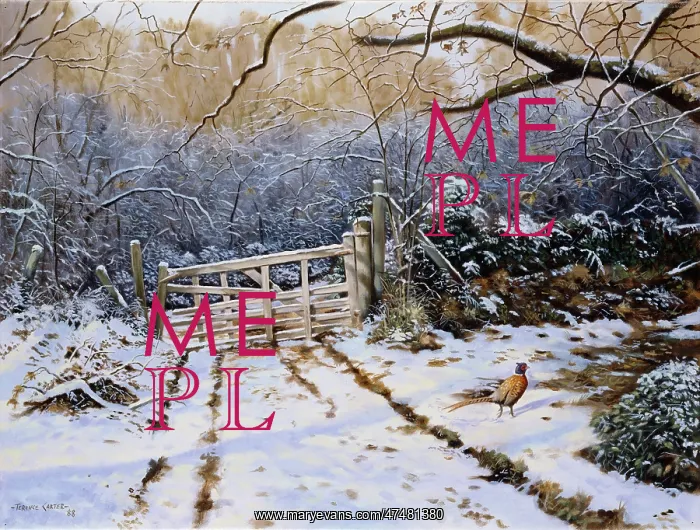 : Winter Sunlight ' pheasant in snow : Winter Sunlight ' pheasant in snow