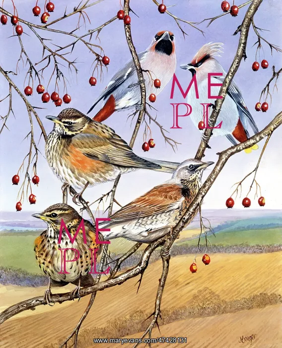: Winter Visitors ? waxwings and redwings sitting on branch o : Winter Visitors ? waxwings and redwings sitting on branch o