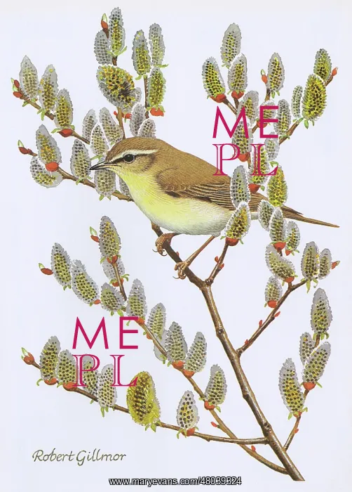 : Winter Warbler : Winter Warbler