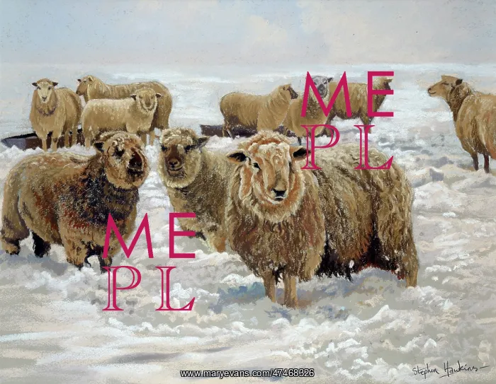 : Winter Woollies ??flock of sheep : Winter Woollies ??flock of sheep