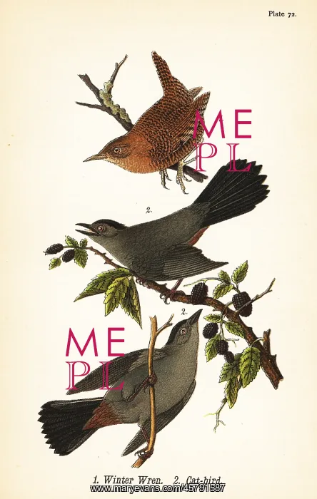 : Winter wren and gray catbird : Winter wren and gray catbird