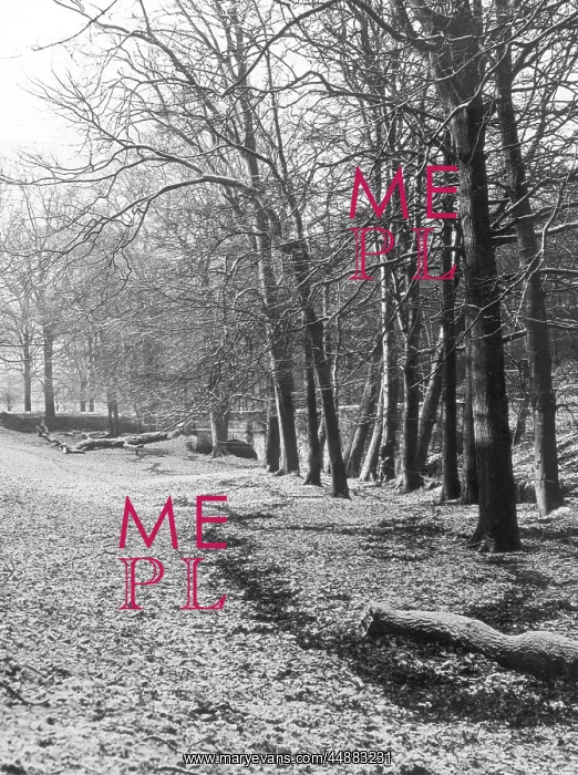: WINTERY WOODS : WINTERY WOODS
