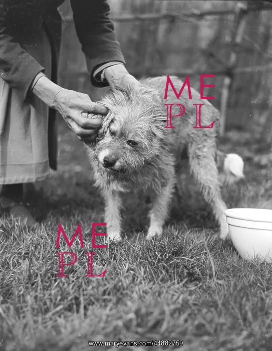 : WIPING A DOG CLEAN : WIPING A DOG CLEAN