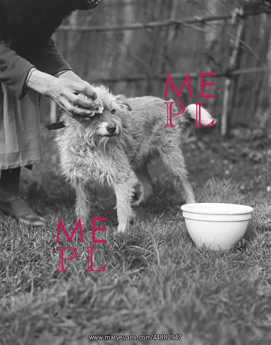 : WIPING A DOG CLEAN : WIPING A DOG CLEAN