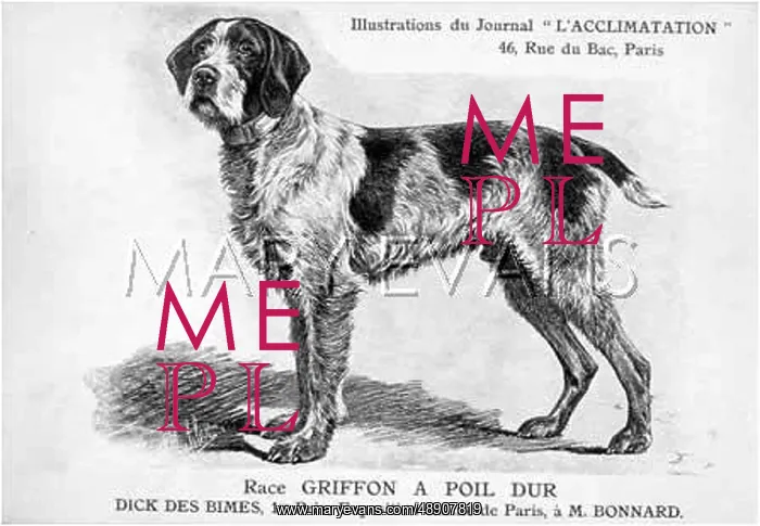: Wire Hair Griffon : Wire Hair Griffon