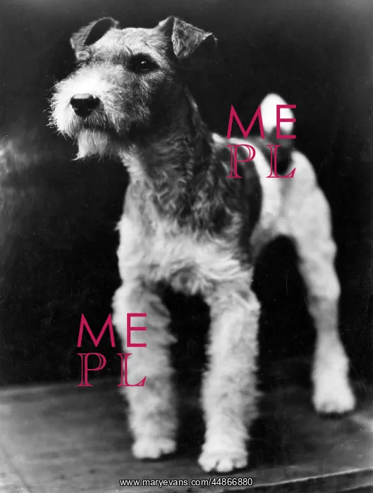  : WIRE HAIRED FOX TERRIER