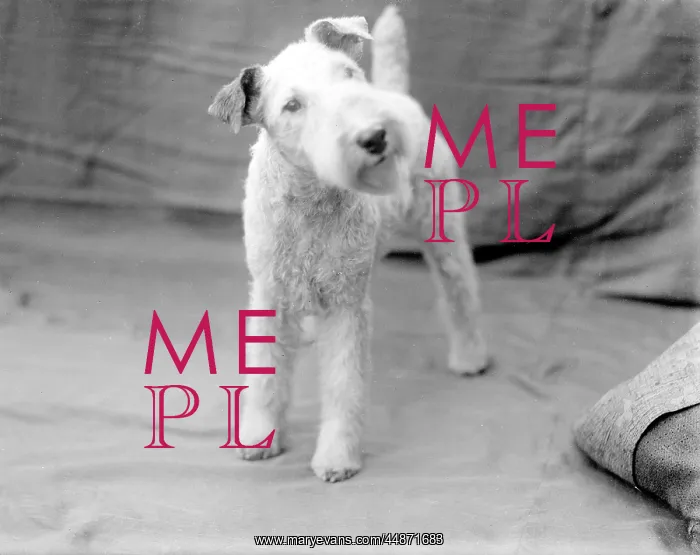: WIRE-HAIRED FOX TERRIER : WIRE-HAIRED FOX TERRIER