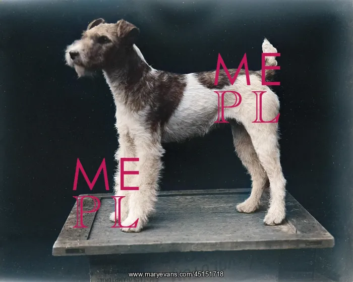 : WIRE-HAIRED FOX TERRIER : WIRE-HAIRED FOX TERRIER