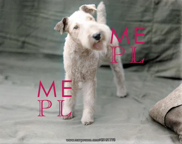 : WIRE-HAIRED FOX TERRIER : WIRE-HAIRED FOX TERRIER