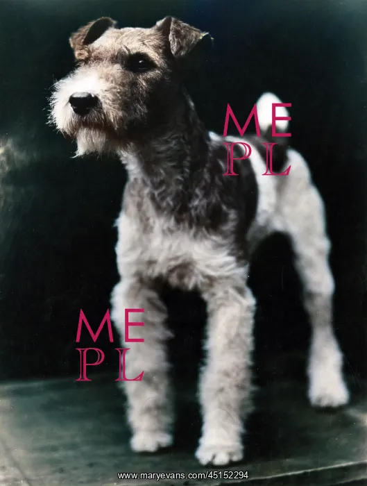: WIRE HAIRED FOX TERRIER : WIRE HAIRED FOX TERRIER
