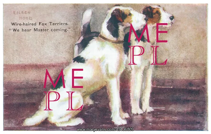 : Wire-haired Fox Terriers : Wire-haired Fox Terriers