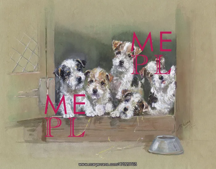  : Five wire-haired terrier puppies