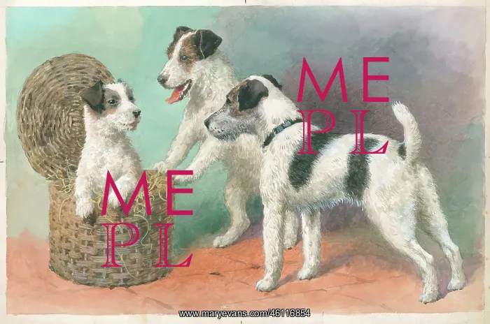  : Wire-haired Terriers