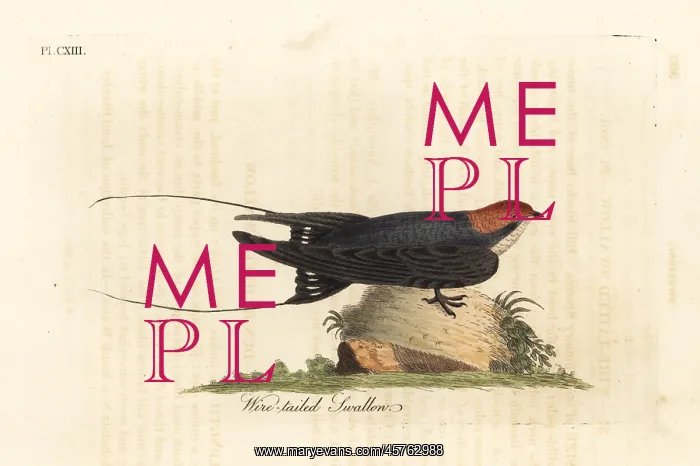 : Wire-tailed swallow, Hirundo smithii : Wire-tailed swallow, Hirundo smithii