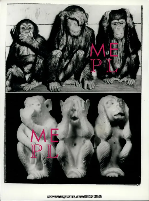 : Three Wise Monkeys, real life and sculpture : Three Wise Monkeys, real life and sculpture