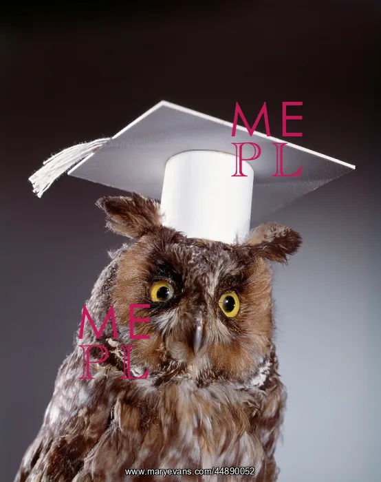 : WISE OWL WEARING WHITE MORTARBOARD GRADUATION : WISE OWL WEARING WHITE MORTARBOARD GRADUATION
