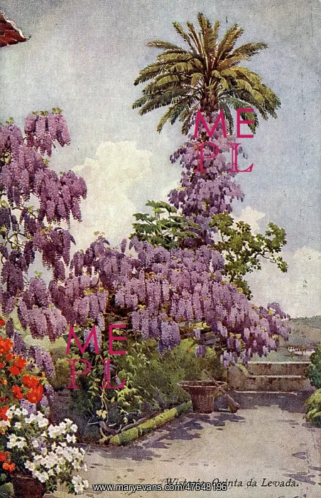 : Wisteria, Quinta da Levada, Madeira : Wisteria, Quinta da Levada, Madeira