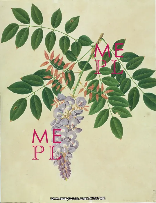 : Wisteria sp : Wisteria sp