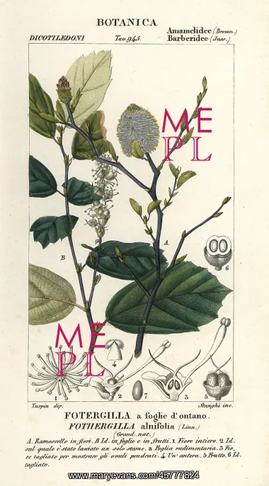 : Witch elder, Fothergilla gardenii : Witch elder, Fothergilla gardenii