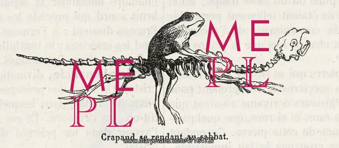 : A witch's toad rides a skeleton to the sabbat : A witch's toad rides a skeleton to the sabbat