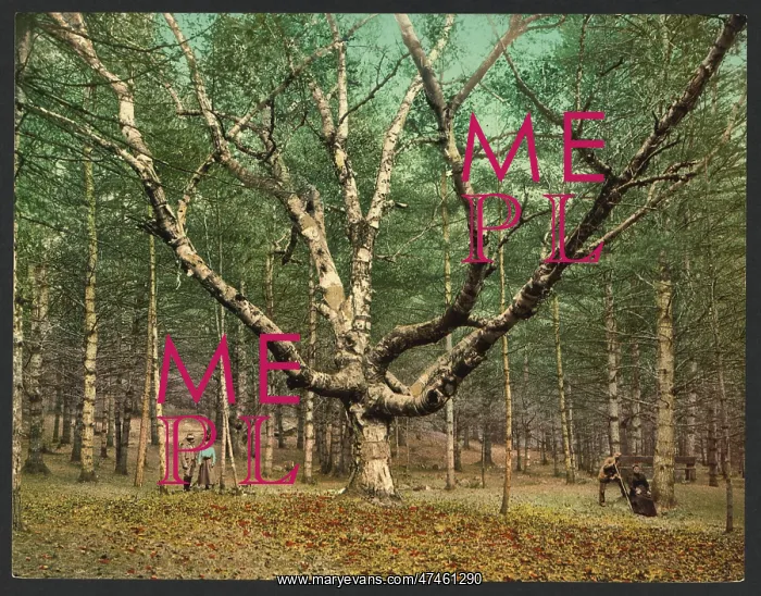 : The Wizard tree, Cathedral Woods, Intervale, N.H : The Wizard tree, Cathedral Woods, Intervale, N.H