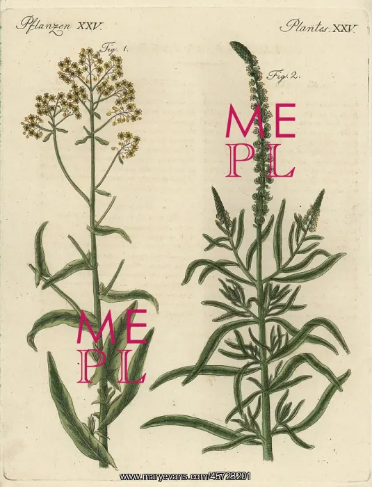 : Woad and dyer's rocket : Woad and dyer's rocket