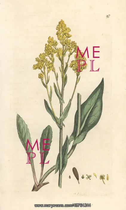 : Woad, Isatis tinctoria : Woad, Isatis tinctoria