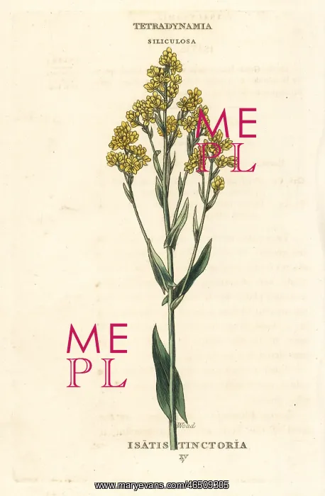 : Woad, Isatis tinctoria : Woad, Isatis tinctoria