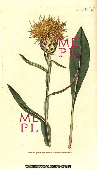 : Woad-leaved centaurea, Centaurea glastifolia : Woad-leaved centaurea, Centaurea glastifolia