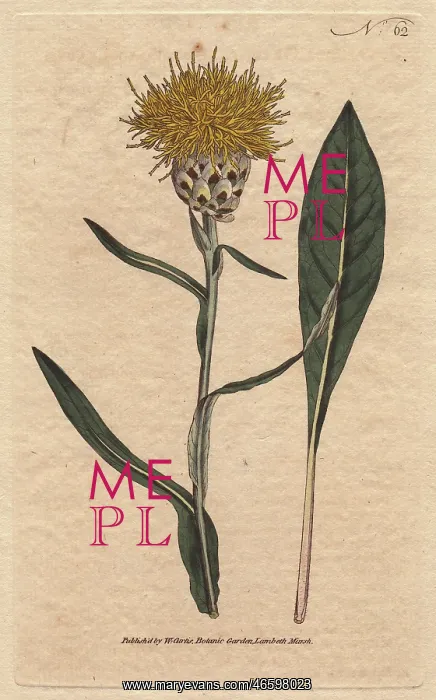: Woad-leaved centaurea with yellow fluffy flowers : Woad-leaved centaurea with yellow fluffy flowers