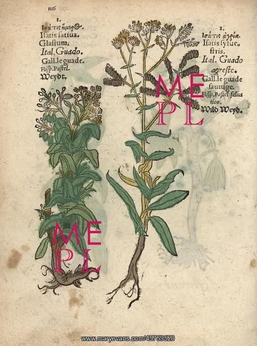 : Woad species, Isatis tinctoria : Woad species, Isatis tinctoria