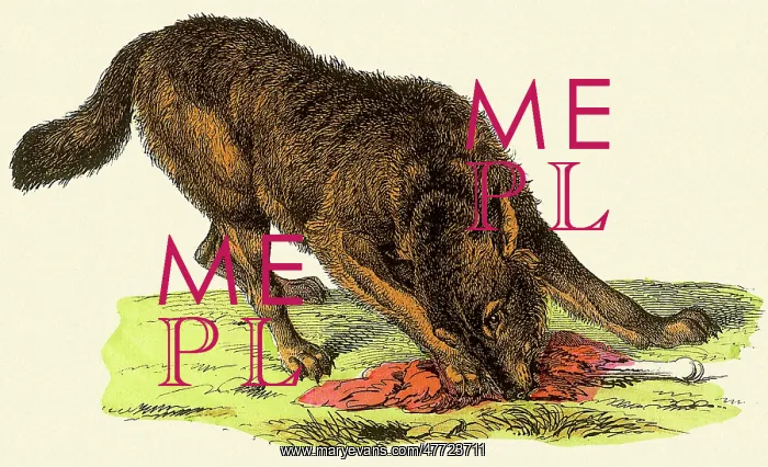  : Wolf with Bone