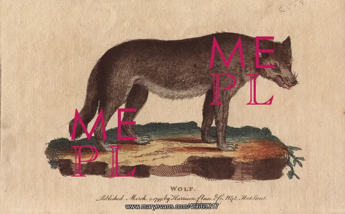 : Wolf, Canis lupus : Wolf, Canis lupus